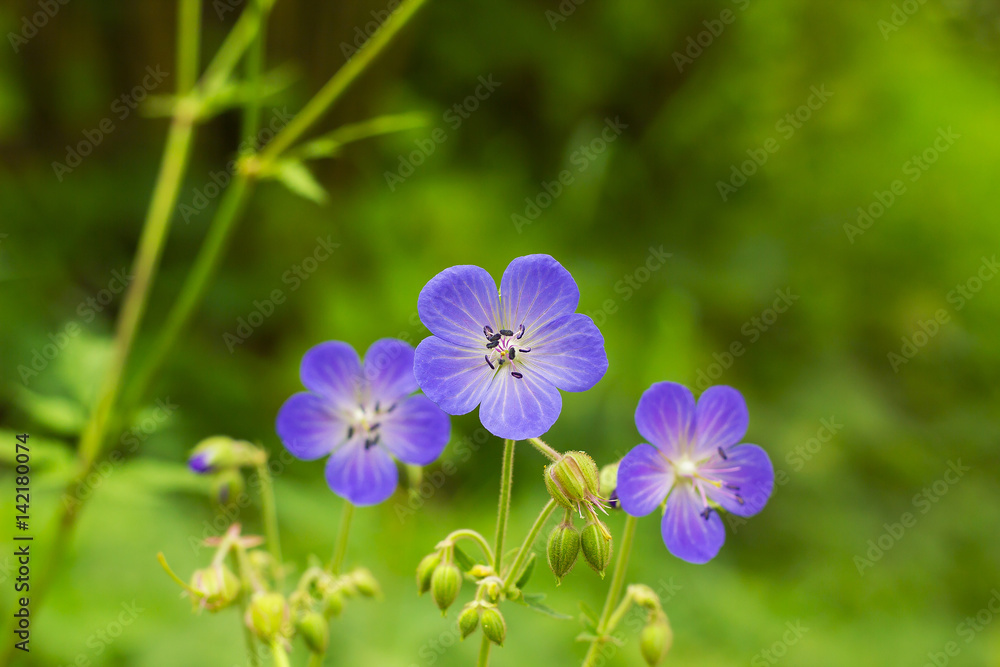 Violet flowers Geranium pratense or meadow geranium in green field. Meadow crane's-bill flowers Violet flowers Geranium pratense or meadow geranium in green field. Meadow crane's-bill flowers