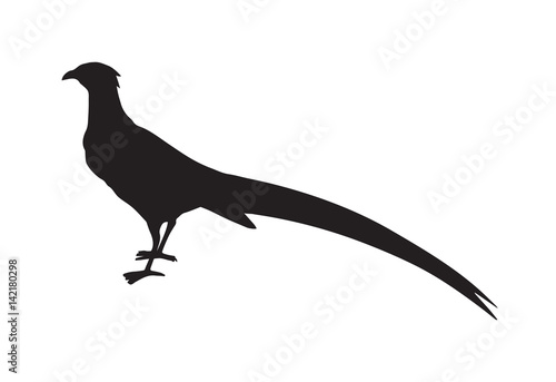 Pheasant. Vector drawing