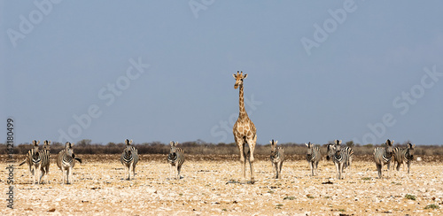 Giraffe and zebra in the savannah of Namibia