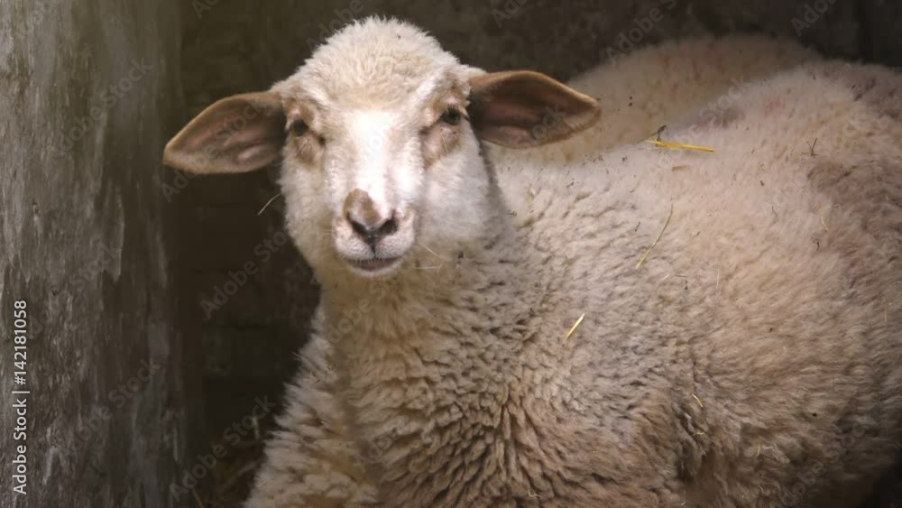 Young sheep on the farm posing and looking at camera, lamb portrait Young sheep on the farm posing and looking at camera, lamb portrait