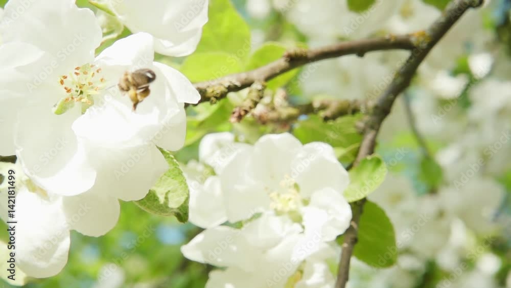 A bee collecting pollen from flowers of apple, slow motion A bee collecting pollen from flowers of apple, slow motion