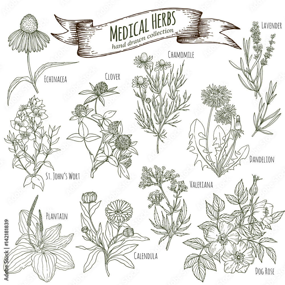 Фотография Medicinal herbs collection