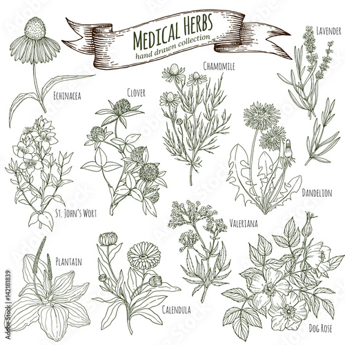 Medicinal herbs collection