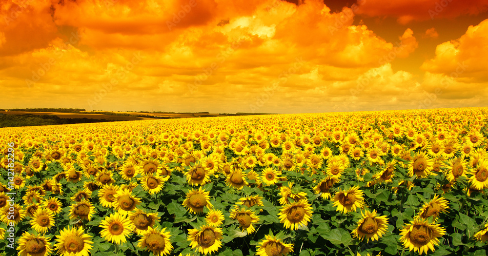 Fototapeta premium field of blooming sunflowers