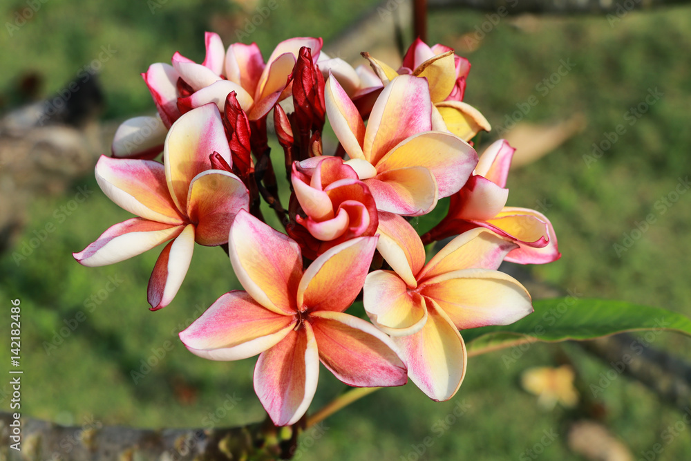 Plumeria flowers (plumeria).frangipani tropical flower, plumeria flower are bloom.