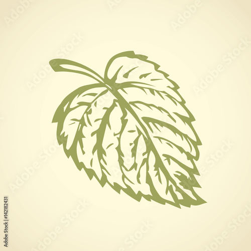 Hazelnut. Vector drawing