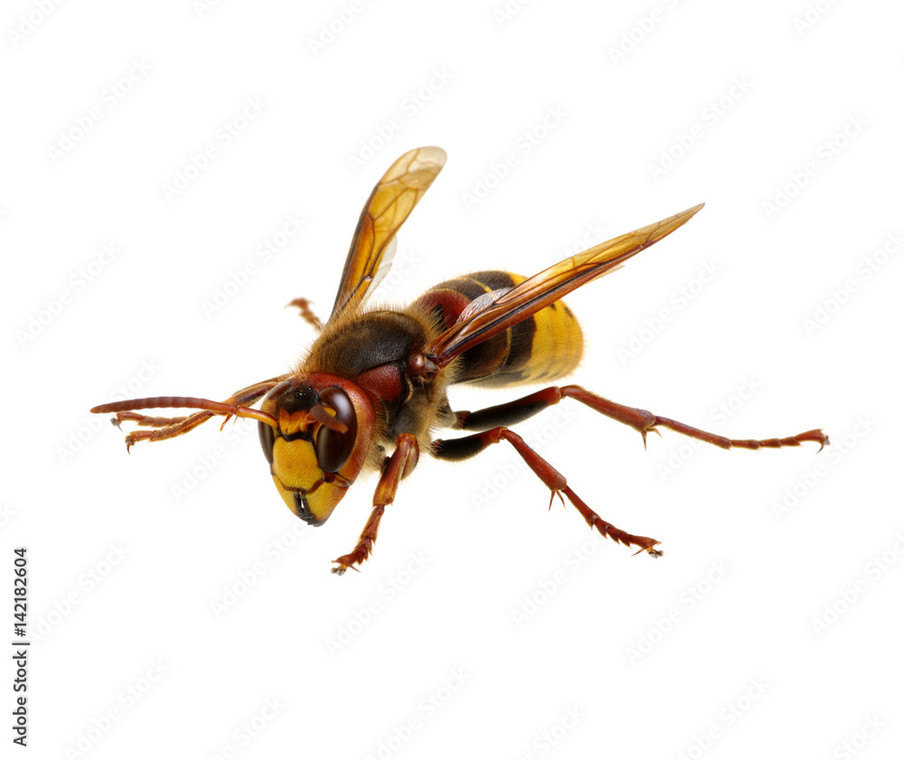 hornet isolated on white hornet isolated on white