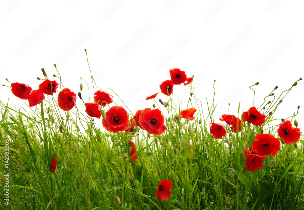 Obraz premium czerwone maki na białym tle