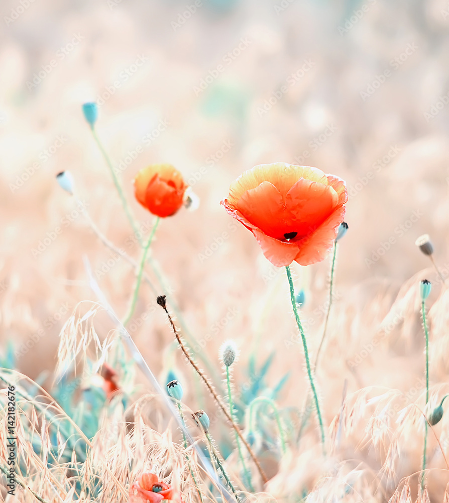 Naklejka premium Beautiful poppy flower in a meadow. Gentle sunlight. Very soft light background as artistic effect and idea.