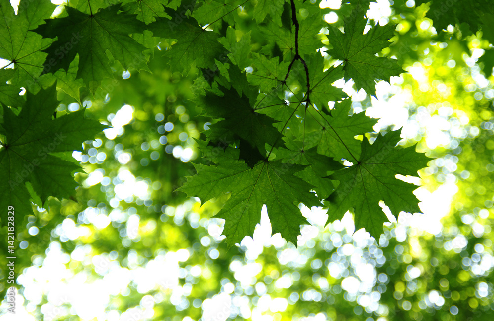 Green leaves on the green Green leaves on the green