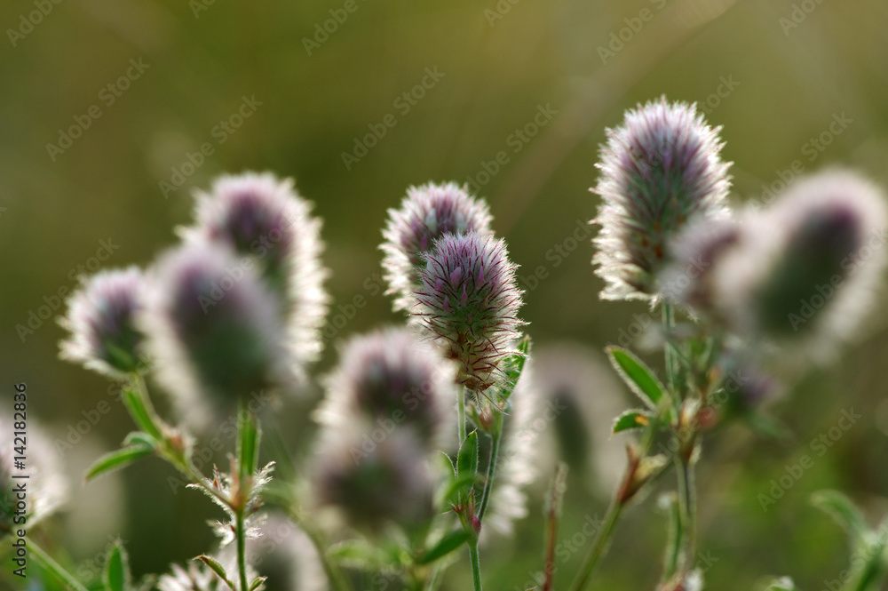 Summer flowering grass Summer flowering grass