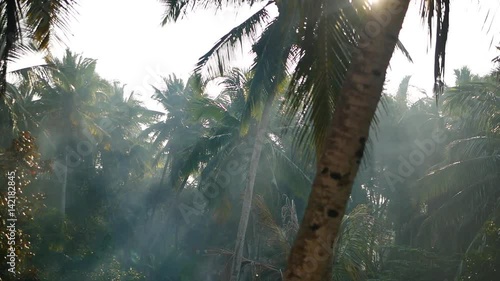 Palm tree and sky Kerala India photo