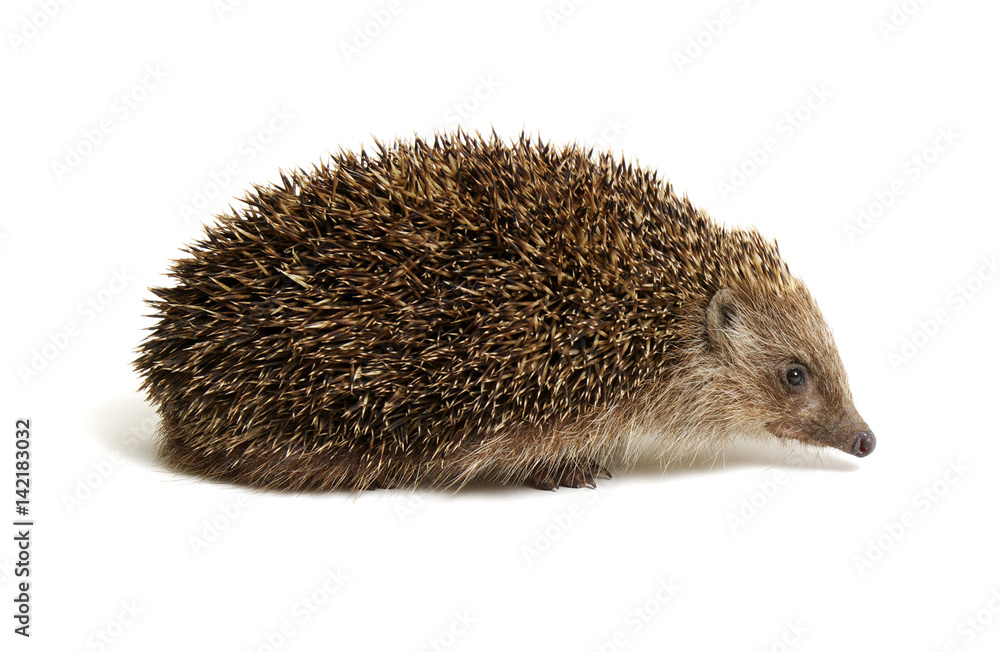Hedgehog isolated on white Hedgehog isolated on white
