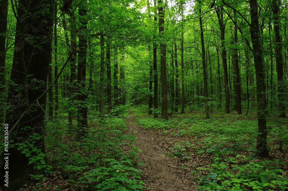 Trees in green forest Trees in green forest