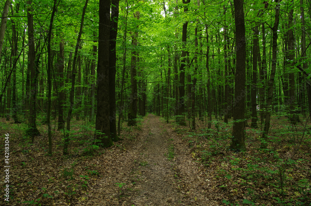 Fototapeta premium Trees in green forest