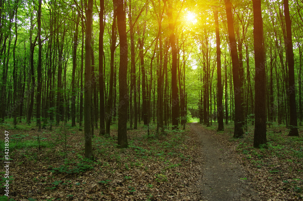 Forest with sunlight. Forest with sunlight.