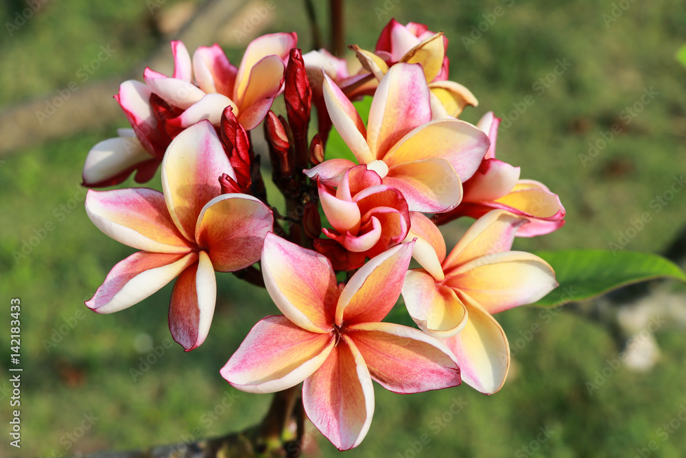 Fototapeta premium Plumeria flowers (plumeria).frangipani tropical flower, plumeria flower are bloom.