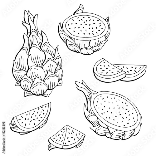 Pitaya dragon fruit graphic black white isolated sketch illustration vector