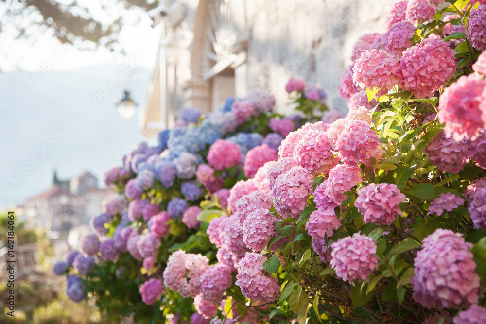Fototapeta premium Pink, blue hydrangea flowers are blooming in spring and summer at sunset in town garden.