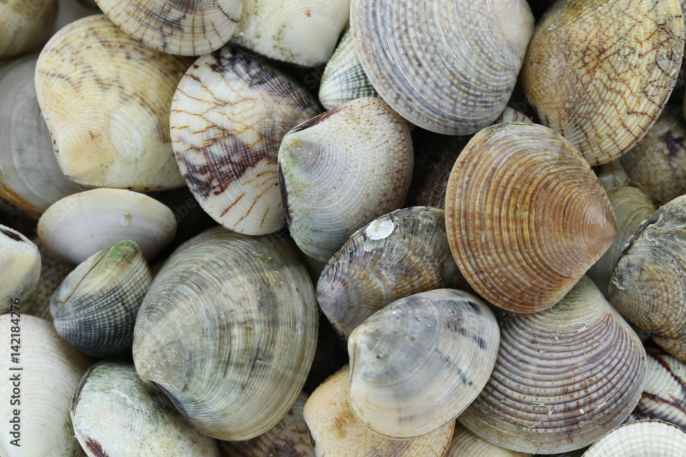 animal sea of RIDGED VENUS CLAM. animal sea of RIDGED VENUS CLAM.