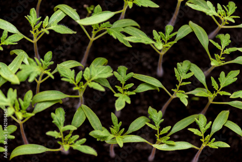 Wallpaper Mural tomato seedlings growing in a greenhouse - selective focus, copy space Torontodigital.ca