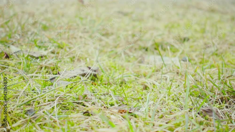 A frog jumping in the spring grass, slow motion
A frog jumping in the spring grass, slow motion