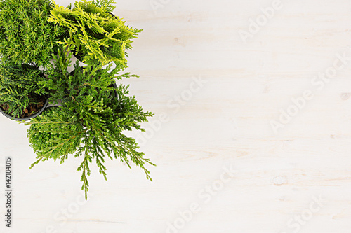 Modern composition of assortment green conifer plants in pots top view on white wooden board background. Blank copy space.