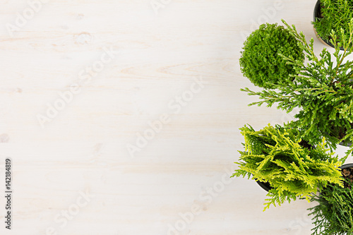 Decorative composition of border green conifer plants in pots top view on white wooden board background. Blank copy space.