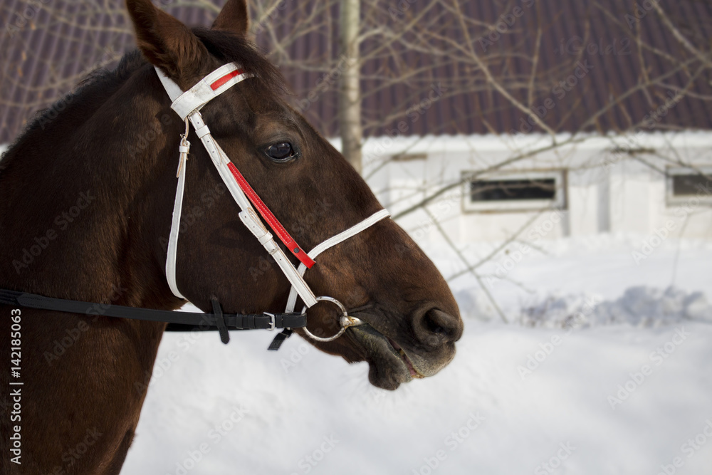 Horse Horse