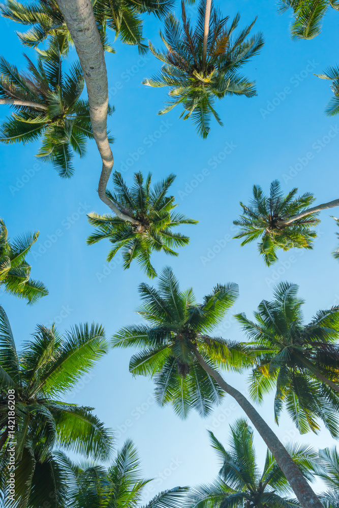 Obraz premium Palm trees over sky background
