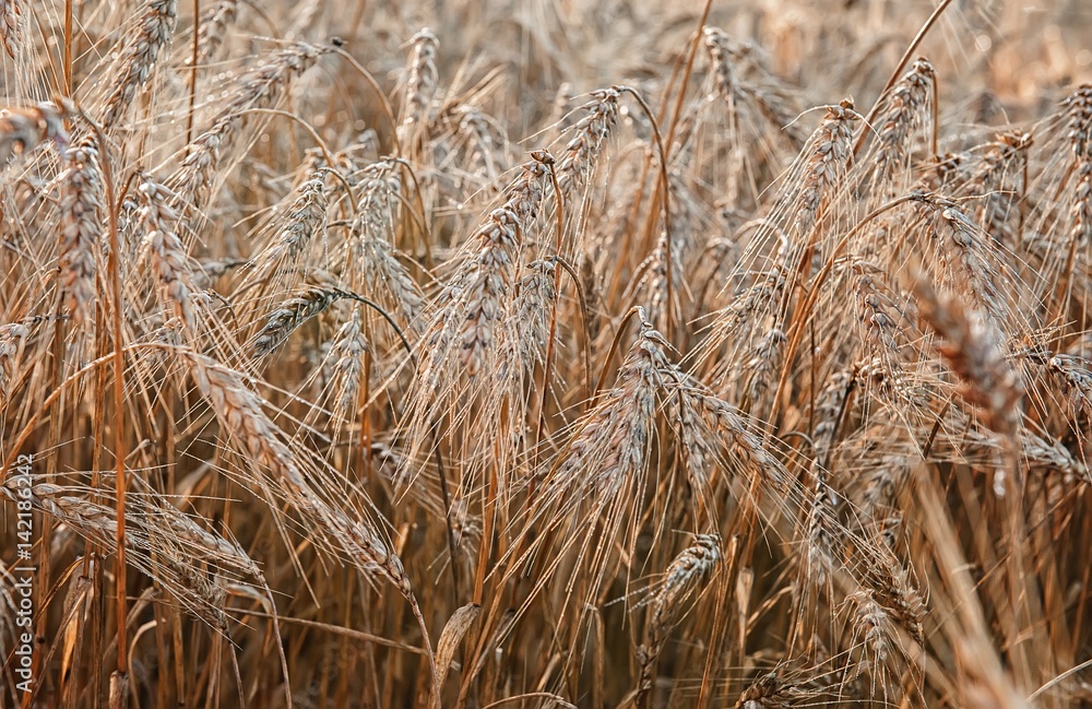 Fototapeta premium wheat ripe ears in the morning dew closeup background