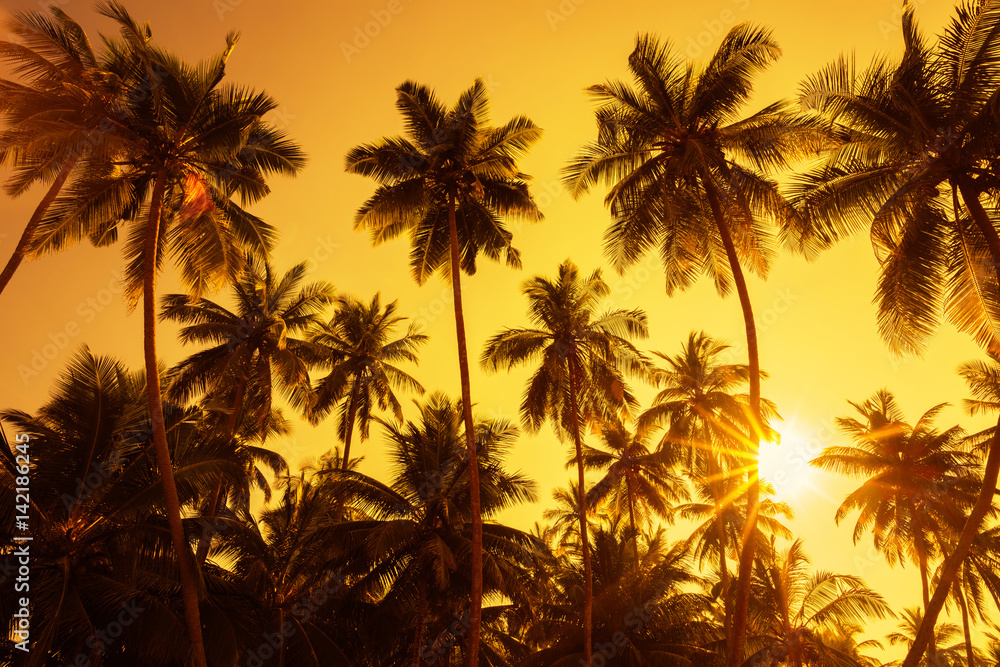 Naklejka premium Palm trees silhouettes on tropical beach at summer warm vivid sunset time with clear sky and sun circle with golden rays