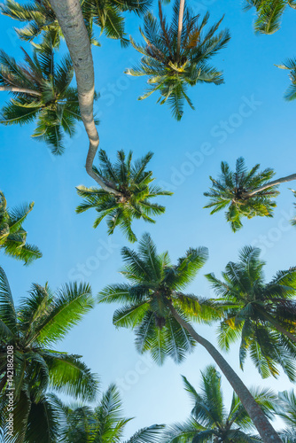 Palm trees over sky background
