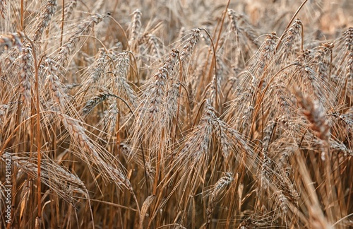 wheat ripe ears in the morning dew closeup background