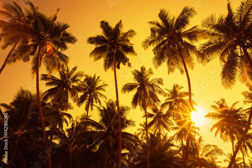 Palm trees silhouettes on tropical beach at summer warm vivid sunset time with clear sky and sun circle with golden rays