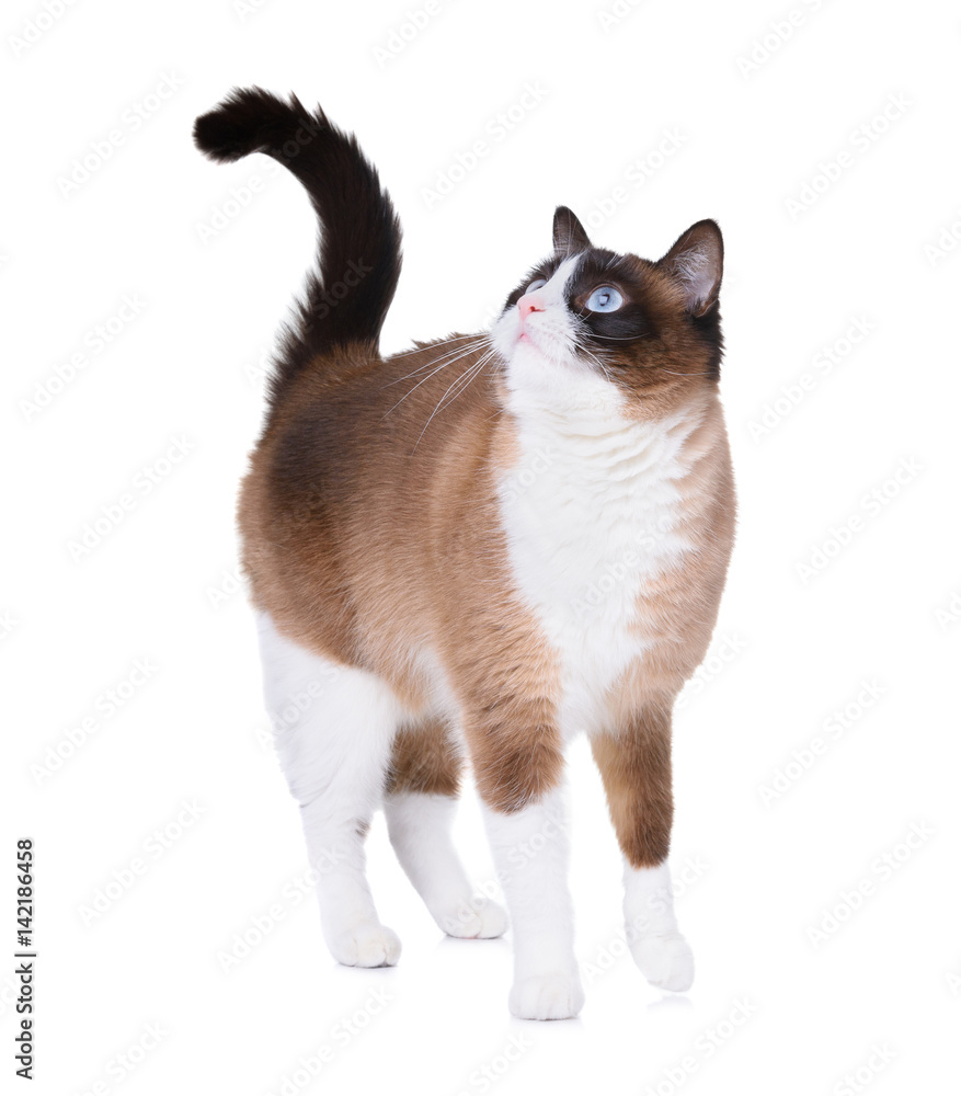 Snowshoe cat standing and looking upwards with one paw raised isolated on white background