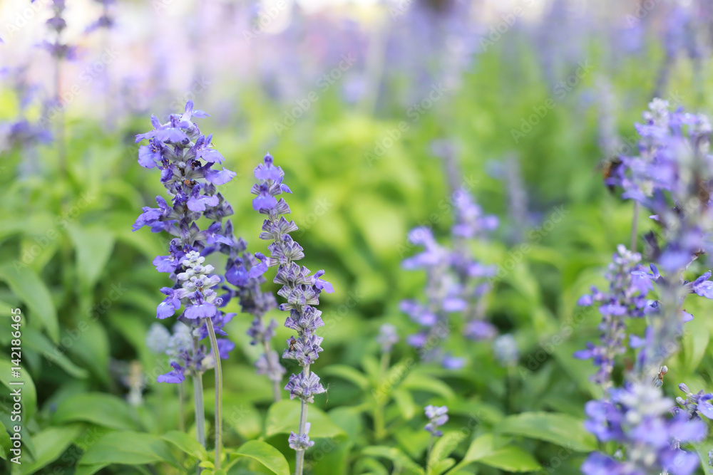 Fototapeta premium Lavender flowers are blossoming.
