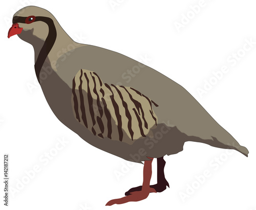 Kurdish Bird Kaw