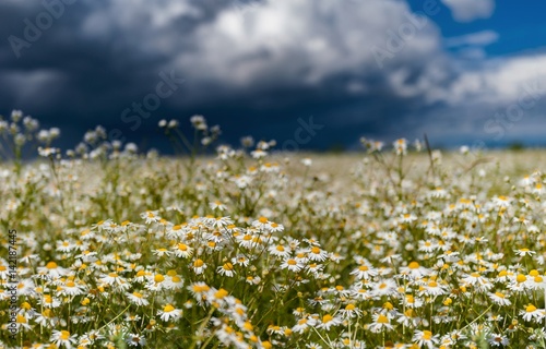 field of daisies against a stormy rainy sky in summer day