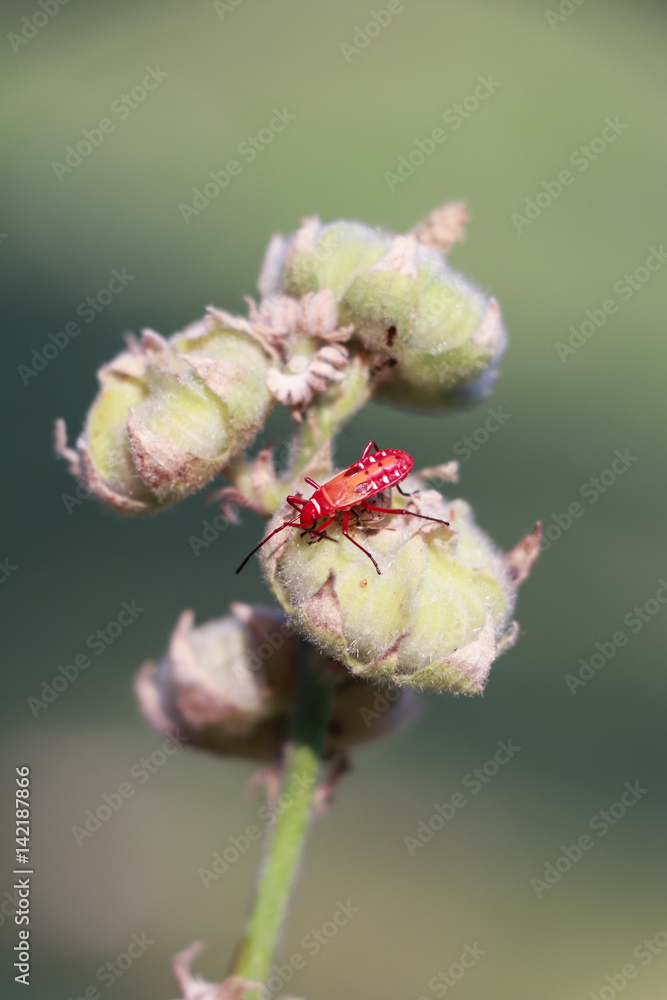 Red bug on dry leaf. Long Bodied bug.Scientific name Lohita grandis. Red bug on dry leaf. Long Bodied bug.Scientific name Lohita grandis.