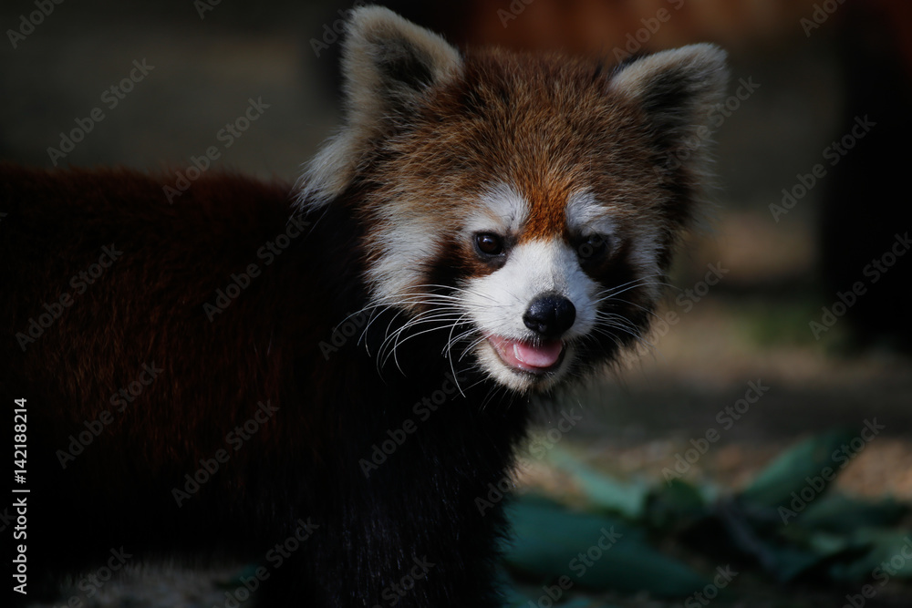 Fototapeta premium レッサーパンダ(Red Pand)