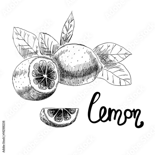Fruits on a white background. Vector drawing of lemons.