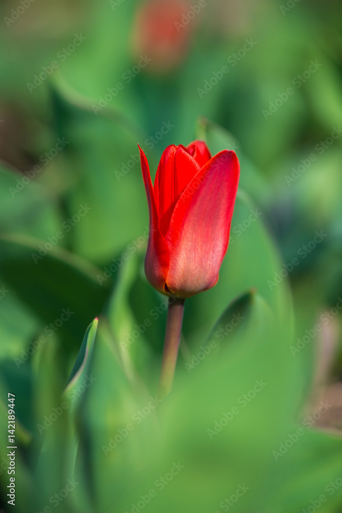 Red tulips in a spring garden - selective focus, copy space Red tulips in a spring garden - selective focus, copy space