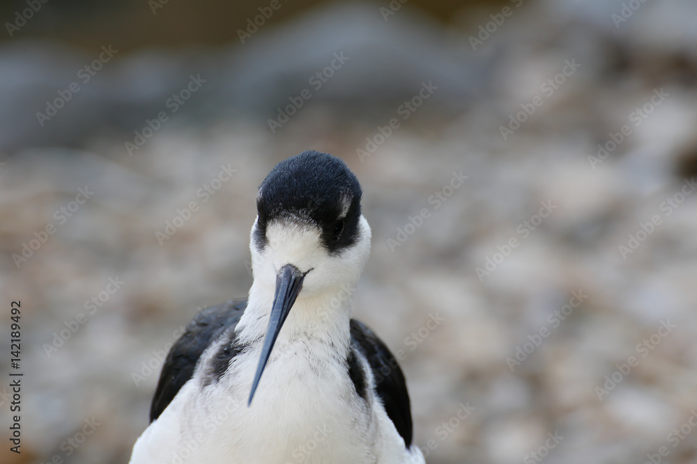 シロクロゲリ(Blacksmith Plover) シロクロゲリ(Blacksmith Plover)