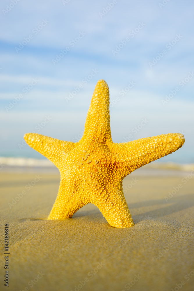 Starfish on the beach on a sunny day Starfish on the beach on a sunny day