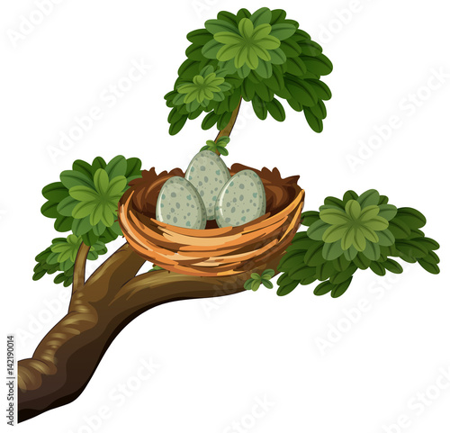 Three eggs in bird nest