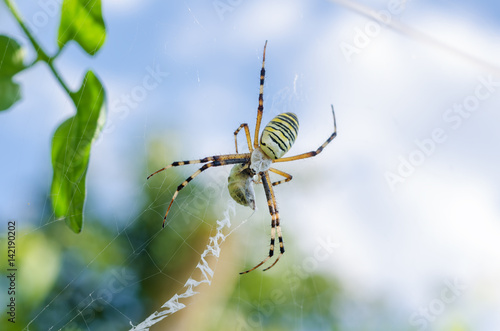 Spider with yellow and black stripes. Argiope. photo