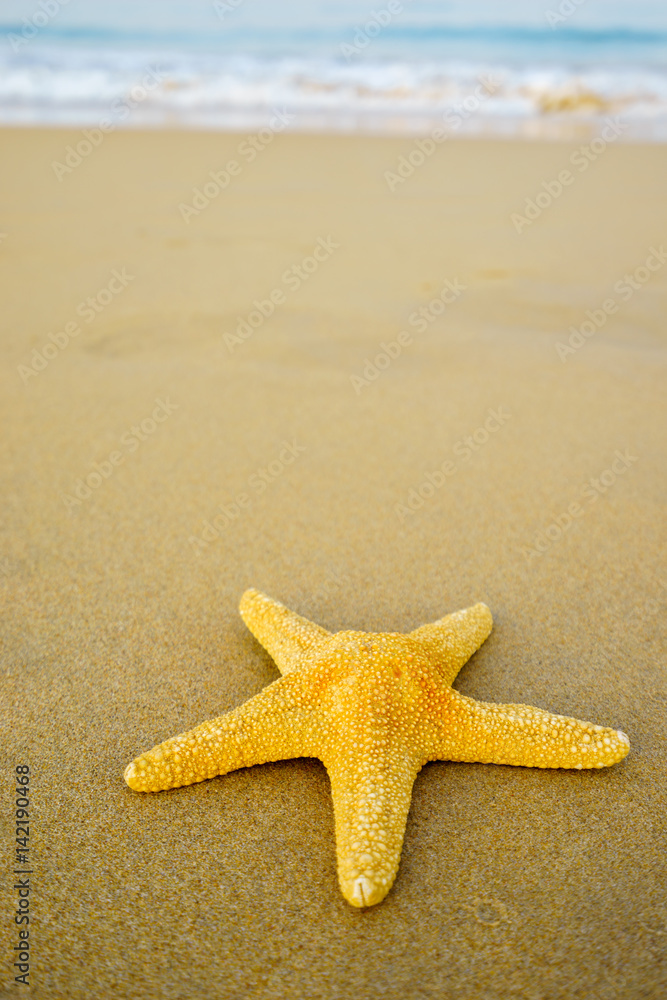 Starfish on the beach on a sunny day Starfish on the beach on a sunny day