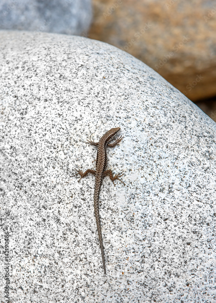 Lizard basking on a warm rock in the summer Sun Bukgaria foto de