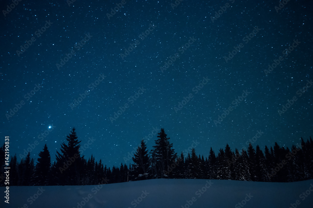 Christmas trees on the background of the starry winter sky. - obrazy, fototapety, plakaty 